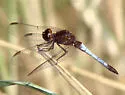 Red-faced Dragonlet