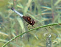 Red-faced Dragonlet - photo 2