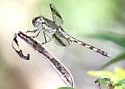 Band-winged Dragonlet