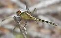 Band-winged Dragonlet - photo 2