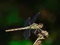 Band-winged Dragonlet - photo 3