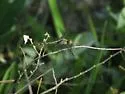 Band-winged Dragonlet - photo 4
