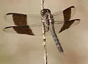 Band-winged Dragonlet - photo 5