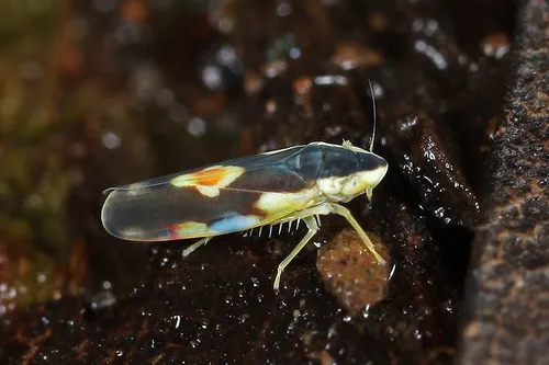 Erythroneura aclys