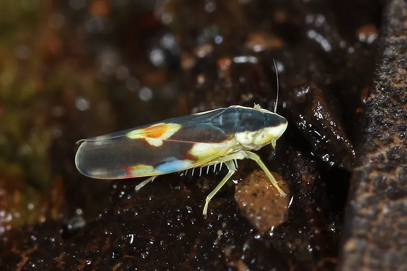 Erythroneura aclys - photo 2