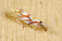Erythroneura acuticephala