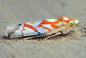 Erythroneura acuticephala - photo 4