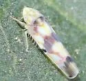 Erythroneura anfracta