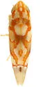 Erythroneura anfracta - photo 4