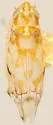 Erythroneura aza