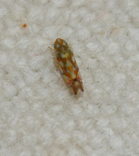Erythroneura bakeri