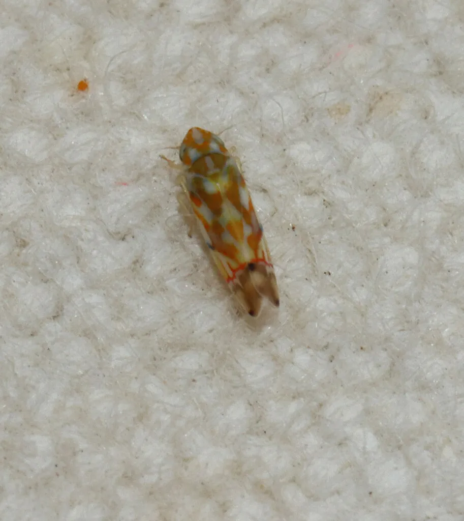 Erythroneura bakeri - photo 2