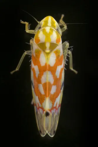 Erythroneura beameri - Erythroneura beameri