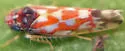 Erythroneura bidens