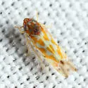 Erythroneura bidens - photo 2