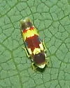 Erythroneura bistrata