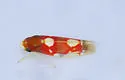Erythroneura bistrata - photo 2