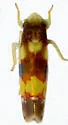 Erythroneura bistrata - photo 4
