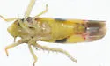 Erythroneura bistrata - photo 5