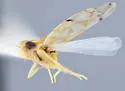 Erythroneura browni