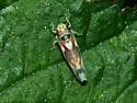 Erythroneura caetra - photo 3