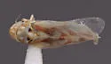 Erythroneura caetra - photo 4