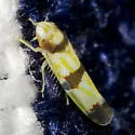 Erythroneura calycula
