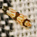 Erythroneura calycula - photo 2