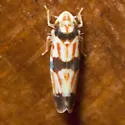 Erythroneura calycula - photo 4