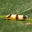 Erythroneura calycula - photo 5