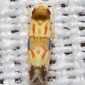 Erythroneura carinata - Erythroneura carinata