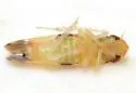 Erythroneura carinata - photo 2