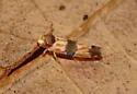 Erythroneura carinata - photo 4
