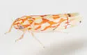 Eastern Grape Leafhopper