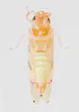 Eastern Grape Leafhopper - photo 2