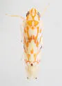Eastern Grape Leafhopper - photo 3