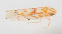 Eastern Grape Leafhopper - photo 4
