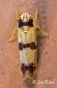 Erythroneura cymbium - photo 4