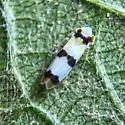 Erythroneura cymbium - photo 5