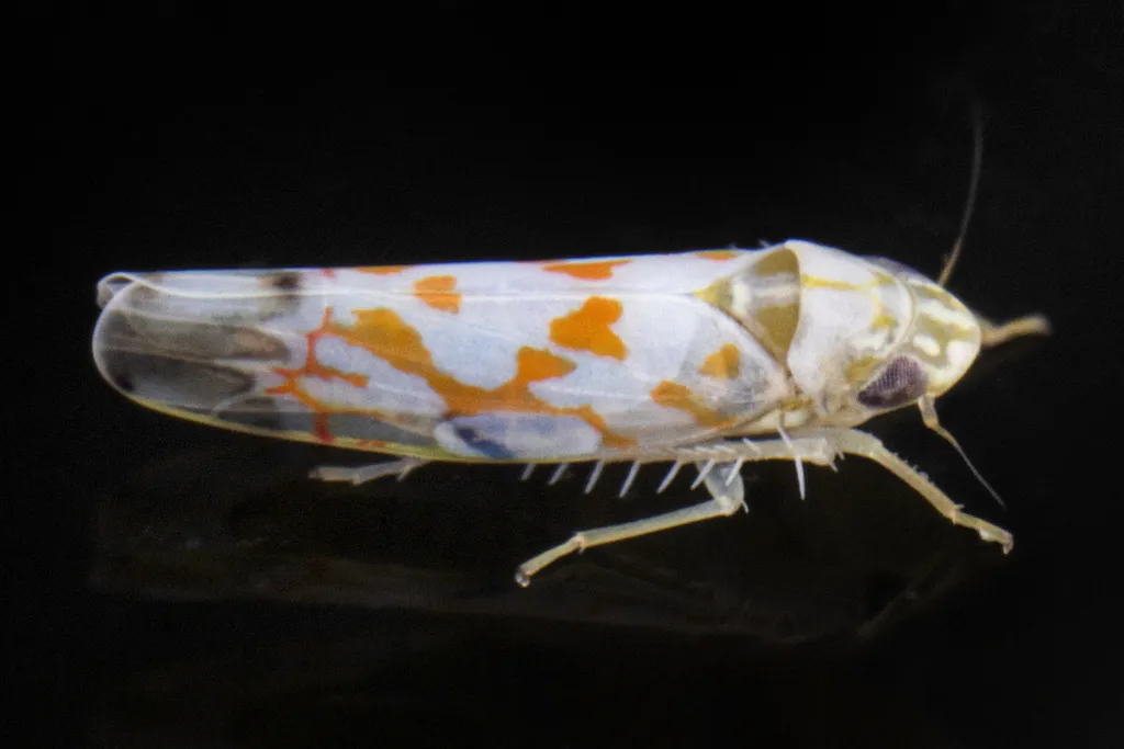 Erythroneura delicata - photo 2