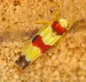 Erythroneura diva - photo 2