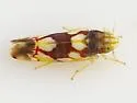 Erythroneura elegans - Erythroneura elegans