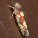 Erythroneura elegans - photo 2