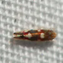 Erythroneura elegans - photo 3