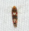 Erythroneura elegans - photo 4