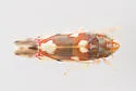 Erythroneura elegans - photo 5