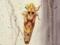 Western Grape Leafhopper - Erythroneura elegantula