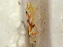 Western Grape Leafhopper - photo 2