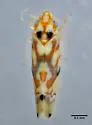 Western Grape Leafhopper - photo 3