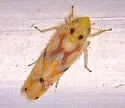 Western Grape Leafhopper - photo 4